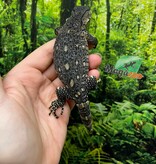 Magazoo Black-throat monitor Captive Born #3