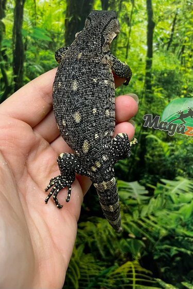 Magazoo Black-throat monitor Captive Born #3