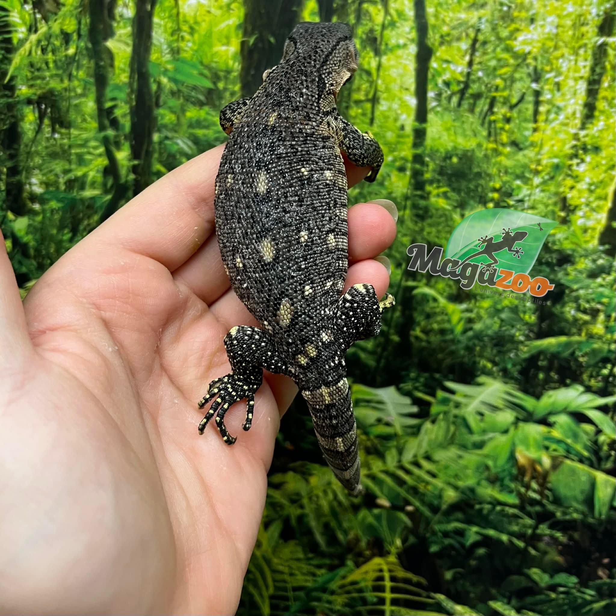 Magazoo Black-throat monitor Captive Born #3