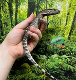 Magazoo Black-throat monitor Captive Born #3