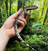 Magazoo Varan à gorge noire #3 né en captivité