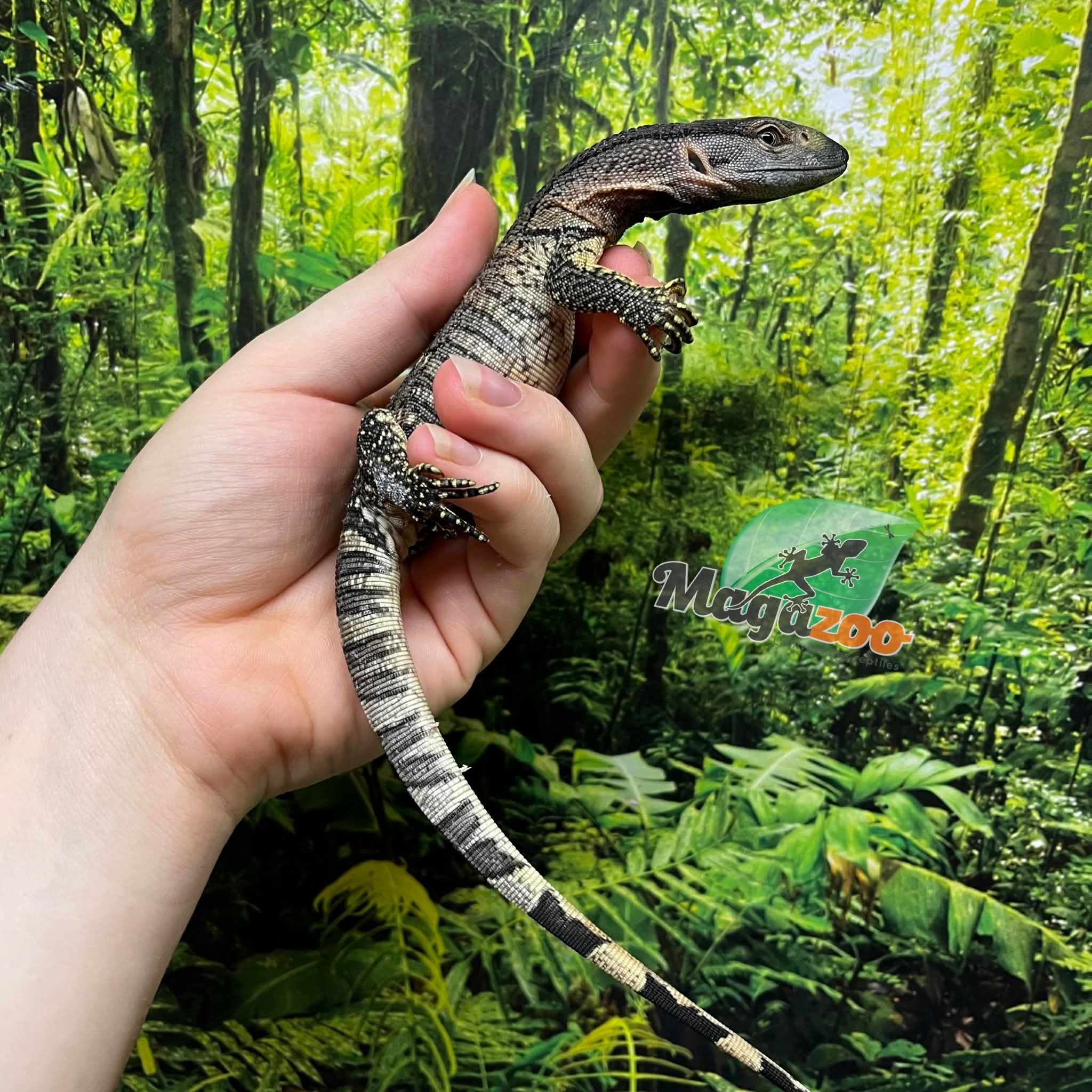 Magazoo Black-throat monitor Captive Born #3