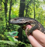 Magazoo Black-throat monitor Captive Born #3