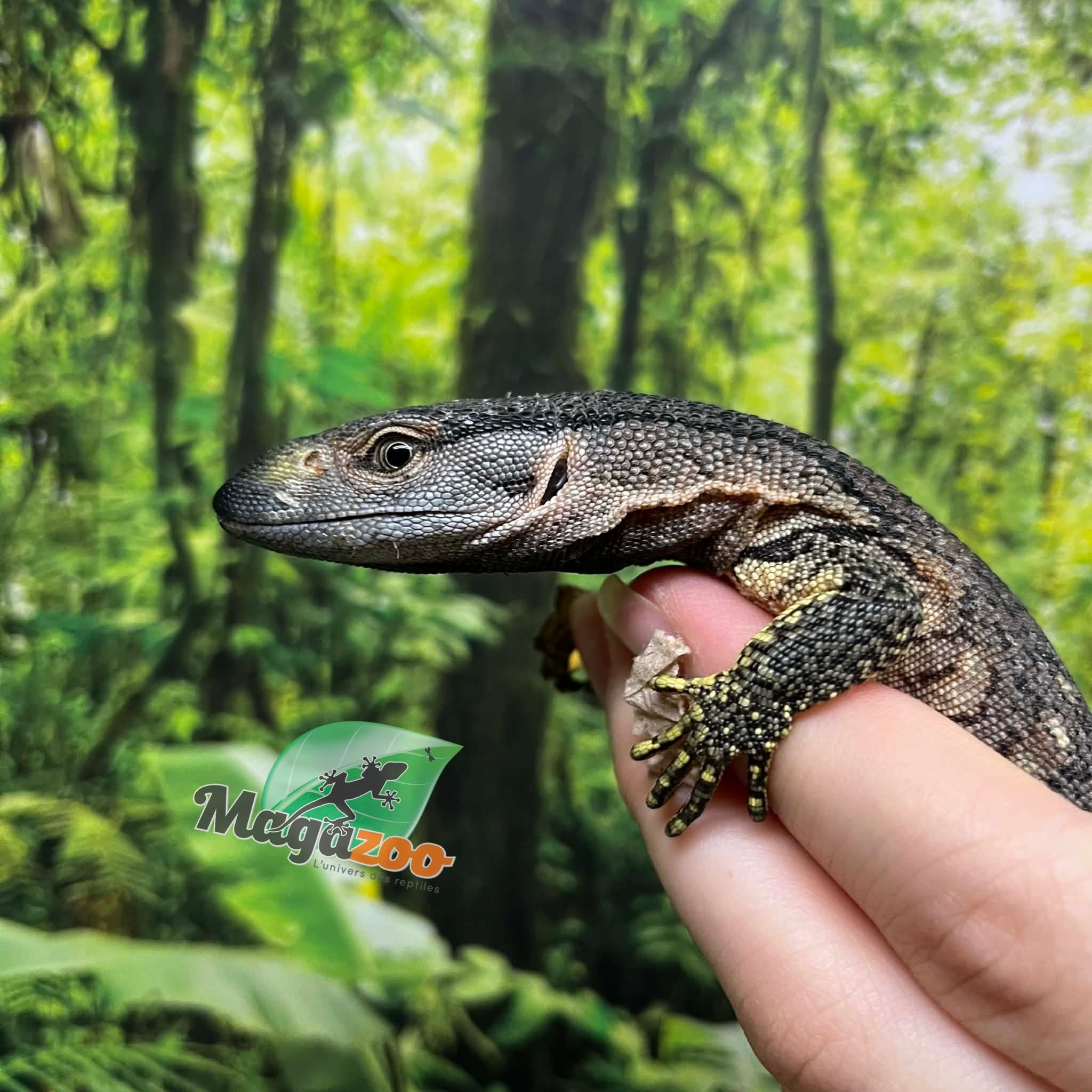 Magazoo Black-throat monitor Captive Born #3