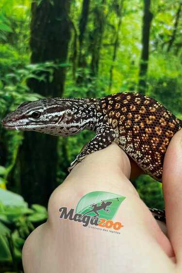 Magazoo Baby Ackie Monitor #2 Raised and born in captivity