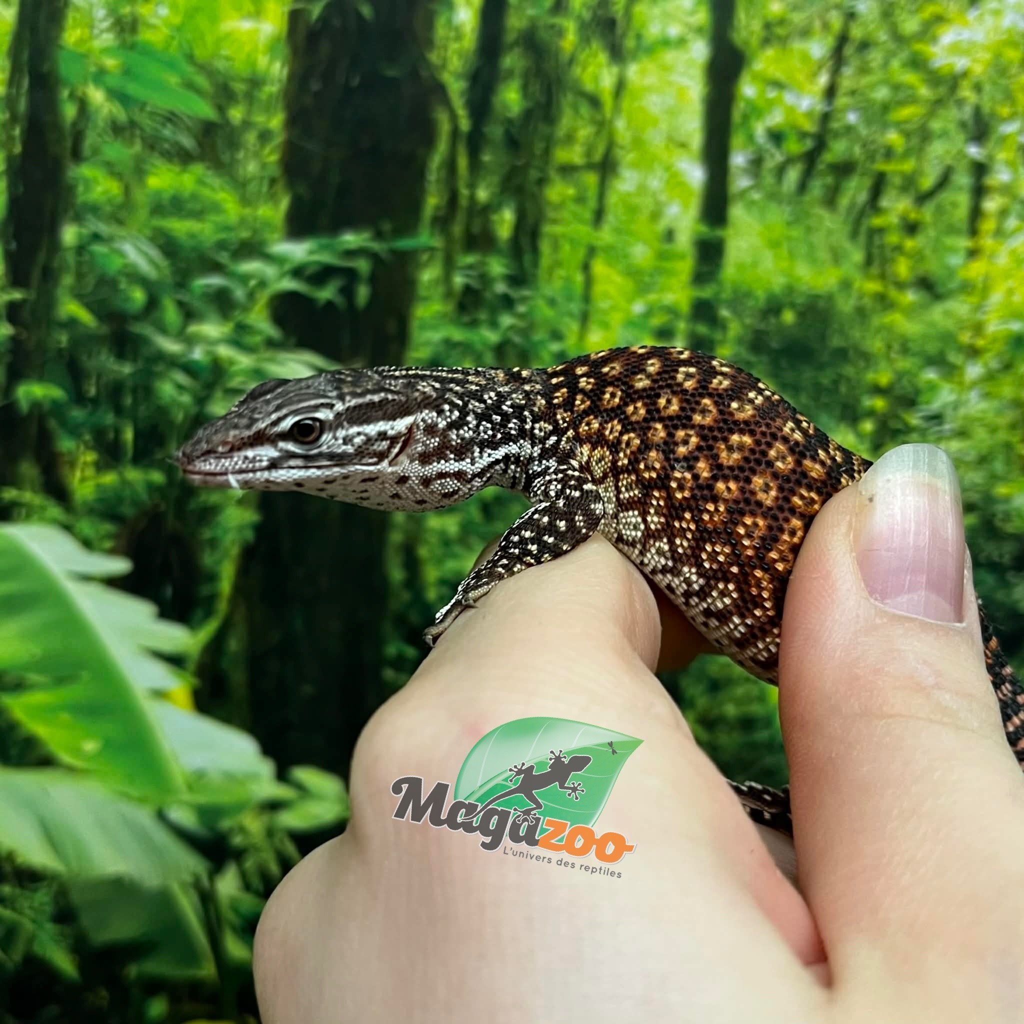 Magazoo Baby Ackie Monitor #2 Raised and born in captivity