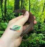 Magazoo Varan à queue épineuse rouge bébé #2 Élevé et né en captivité