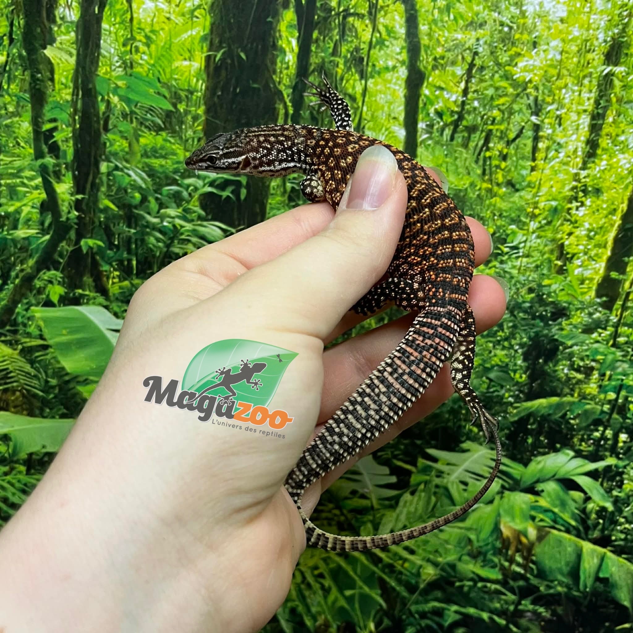Magazoo Varan à queue épineuse rouge bébé #2 Élevé et né en captivité