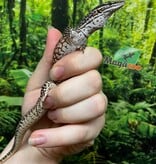 Magazoo Baby Ackie Monitor #2 Raised and born in captivity