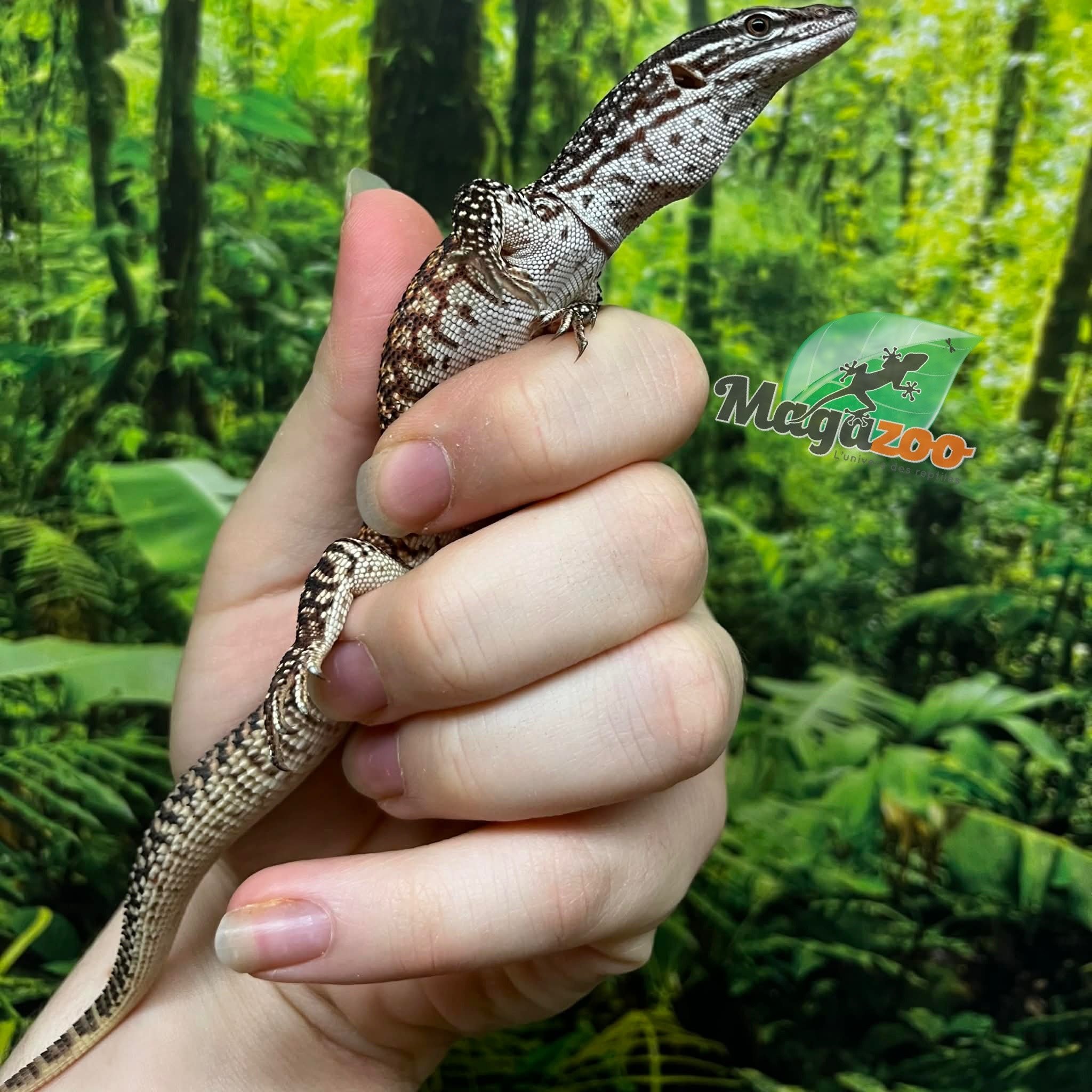 Magazoo Varan à queue épineuse rouge bébé #2 Élevé et né en captivité