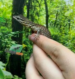 Magazoo Varan à queue épineuse jaune (Ackie) Bébé CBB #2 Élevé et né en captivité