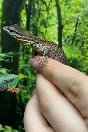 Magazoo CCB Baby Ackie Monitor #2