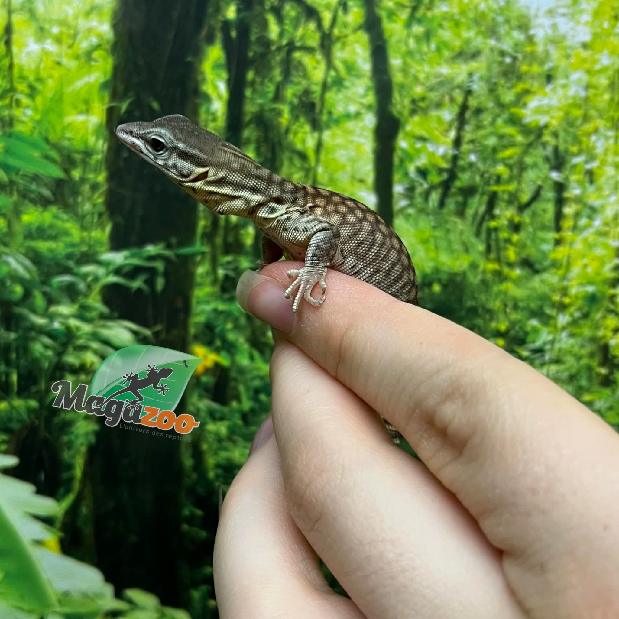 Magazoo CCB Baby Ackie Monitor #2