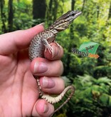 Magazoo CCB Baby Ackie Monitor #2