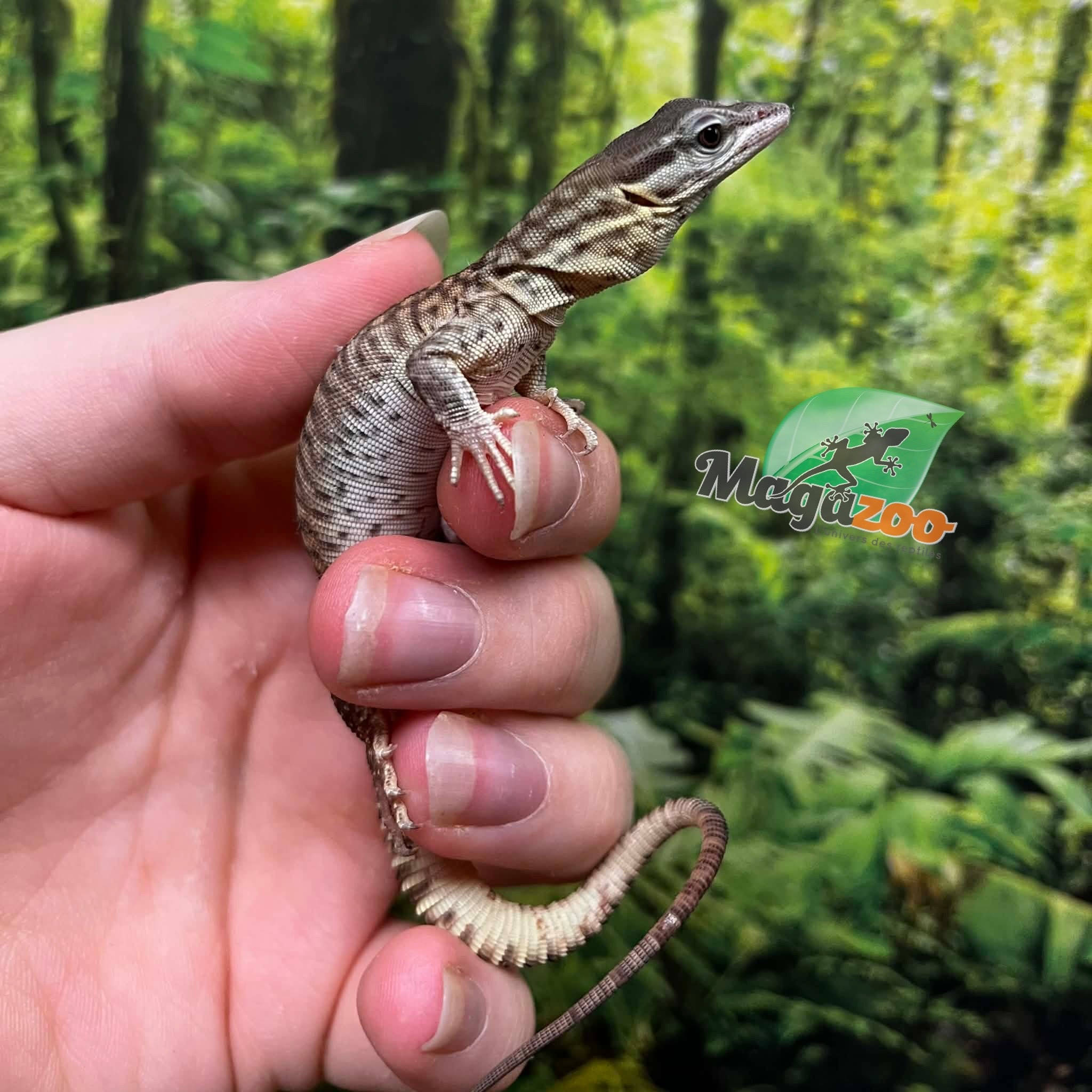 Magazoo CCB Baby Ackie Monitor #2