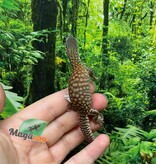 Magazoo CCB Baby Ackie Monitor #2