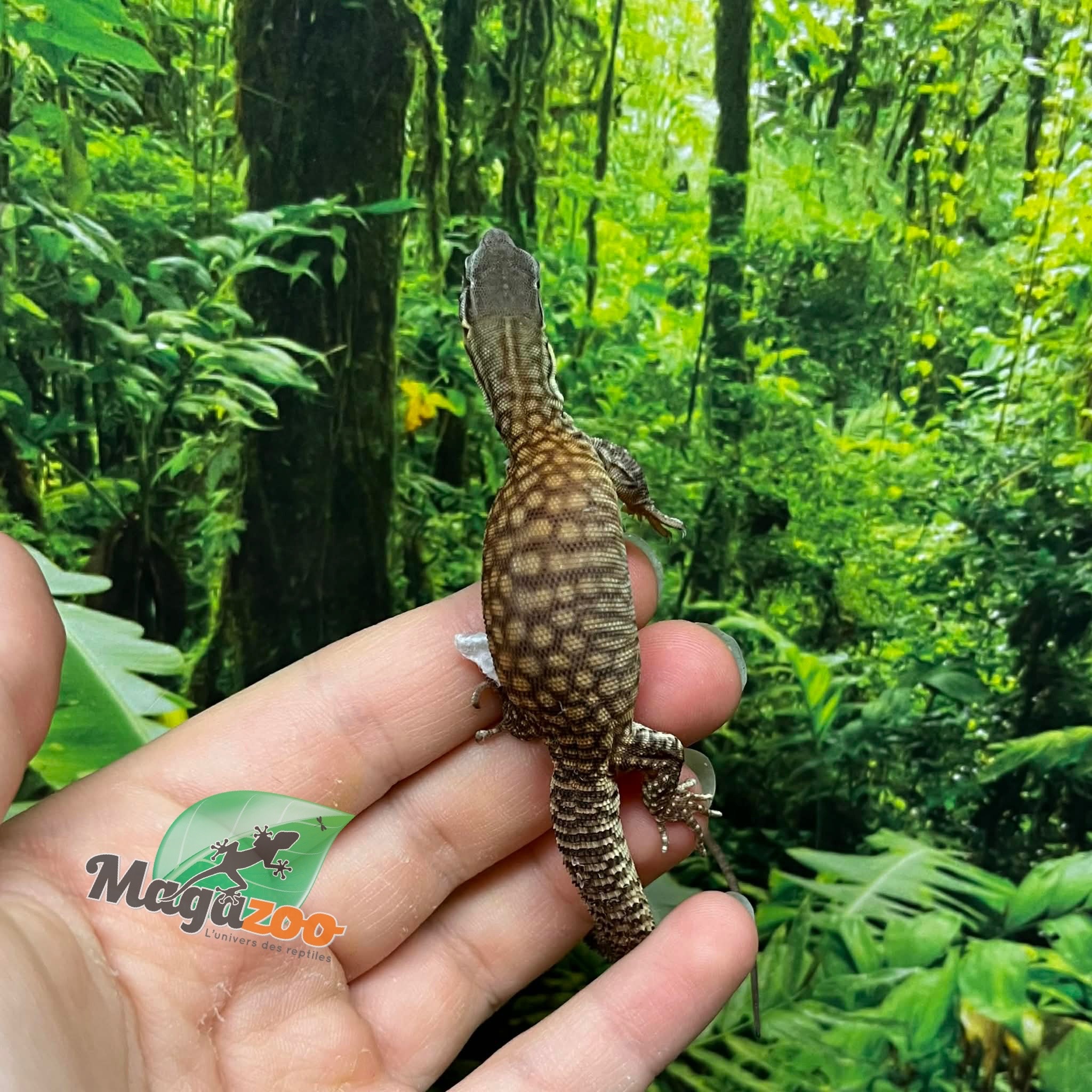 Magazoo CCB Baby Ackie Monitor #2