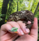 Magazoo Gecko chahoua bébé #1