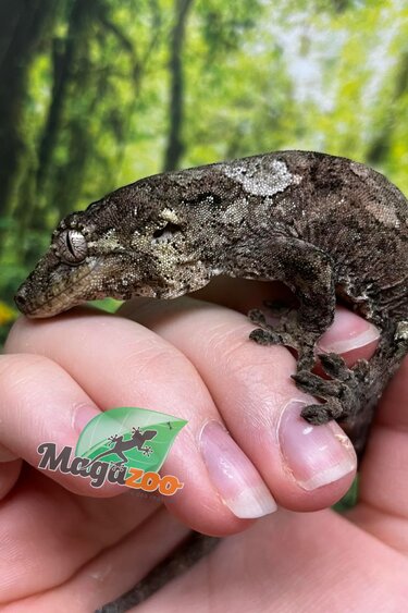 Magazoo Baby Chahoua gecko #1