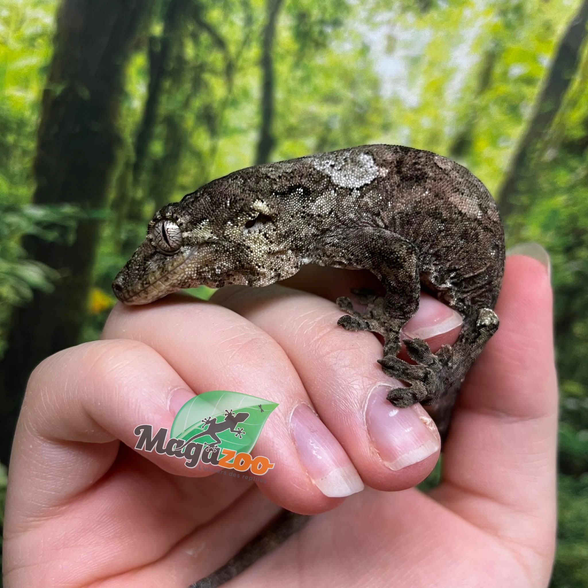 Magazoo Gecko chahoua Mâle Juvénile