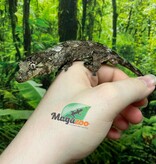 Magazoo Baby Chahoua gecko #1