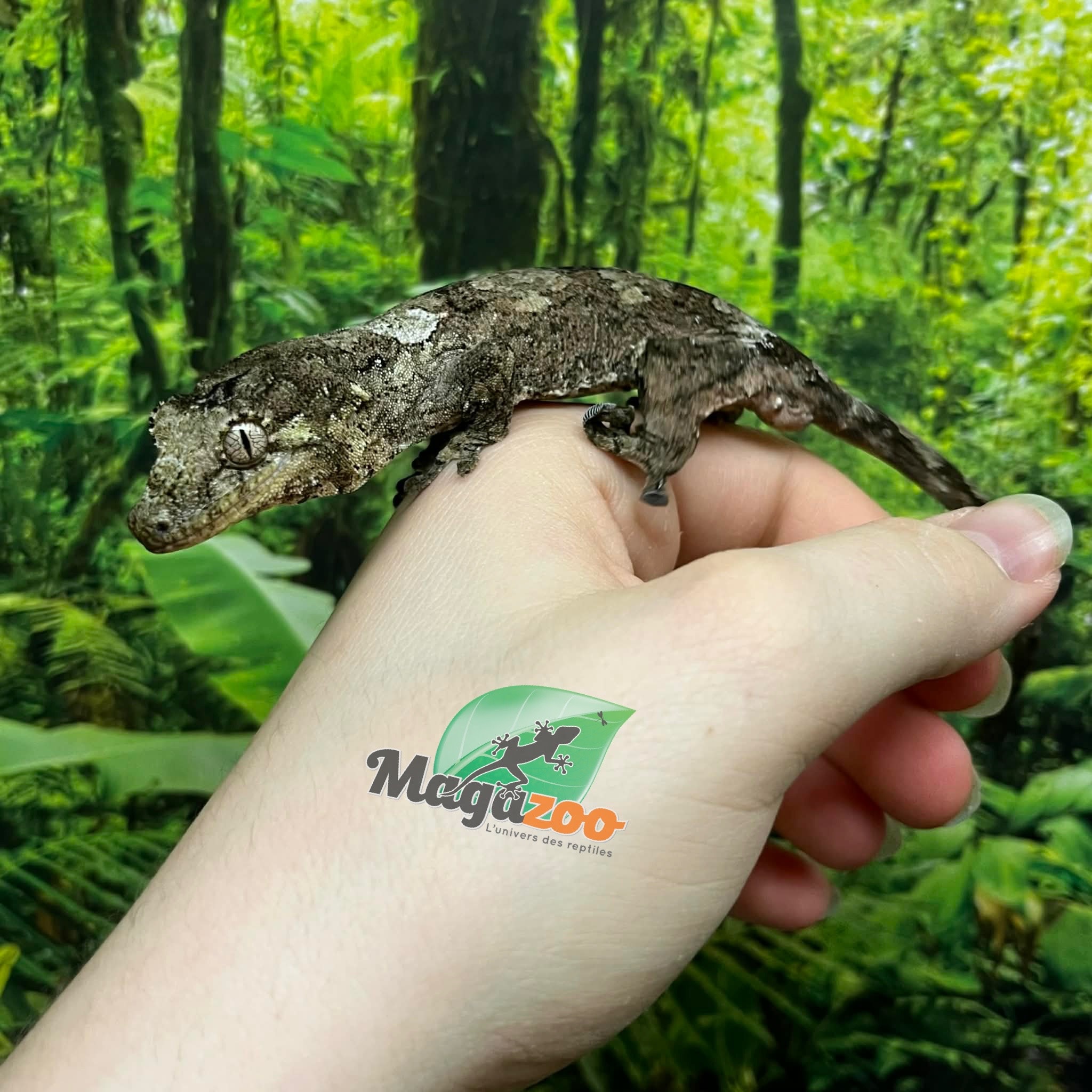 Magazoo Baby Chahoua gecko #1