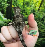 Magazoo Chahoua gecko Juvenile Male