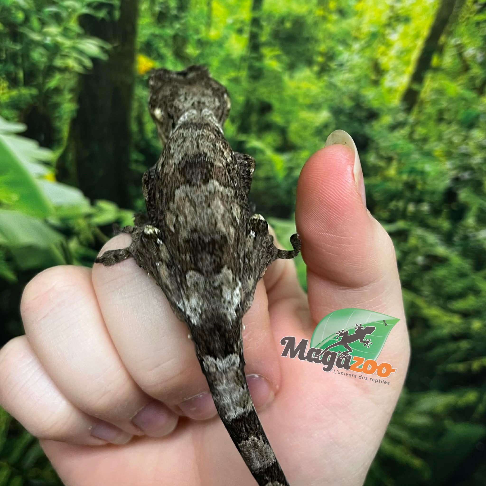 Magazoo Chahoua gecko Juvenile Male