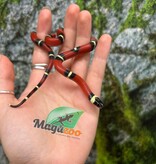 Magazoo Serpent laitier Nelson #1