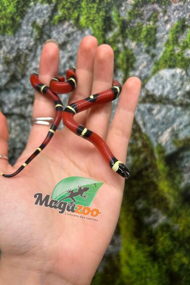 Magazoo Serpent laitier Nelson #1