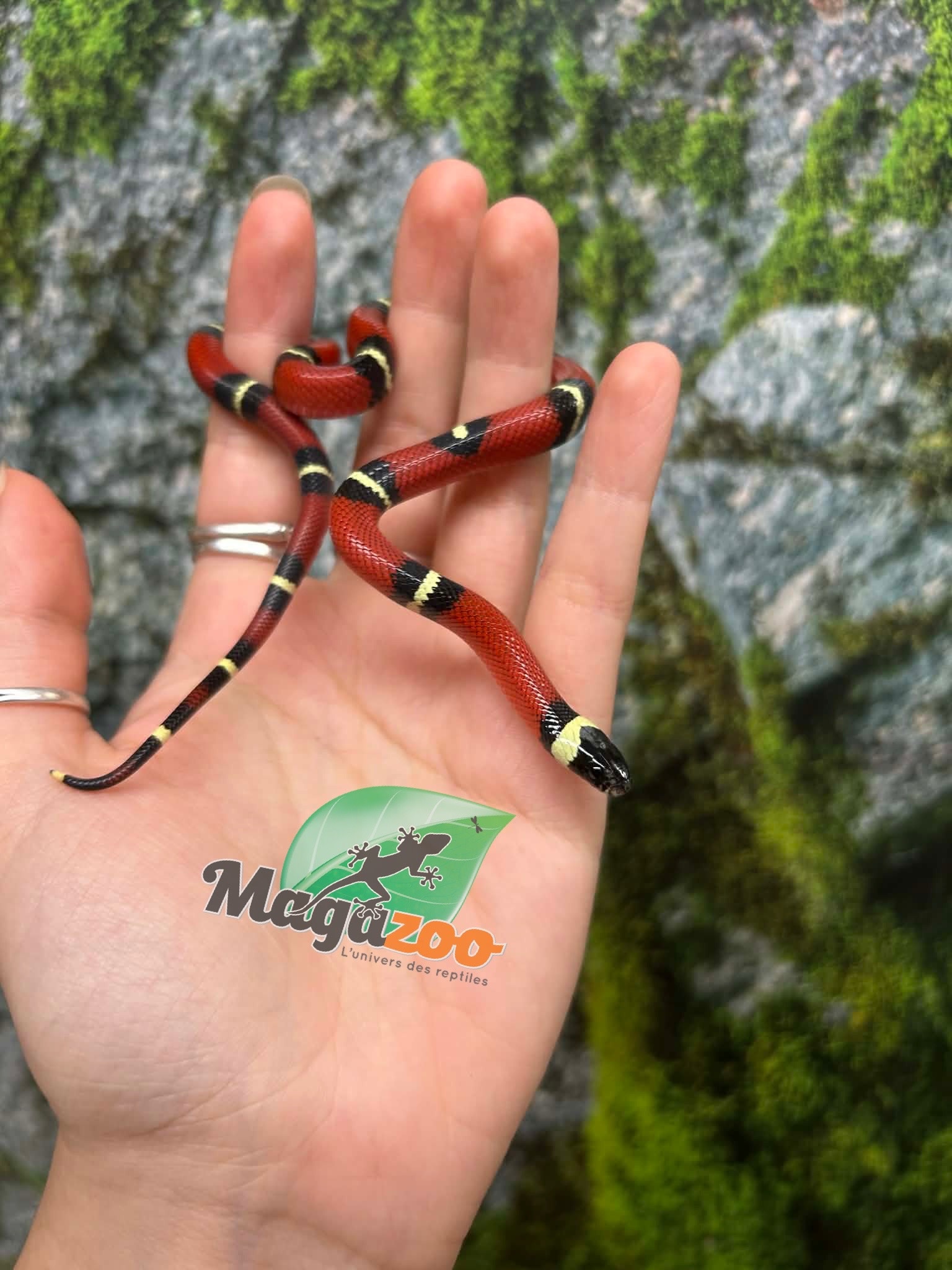 Magazoo Serpent laitier Nelson #1