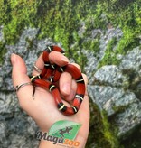 Magazoo Serpent laitier Nelson #1