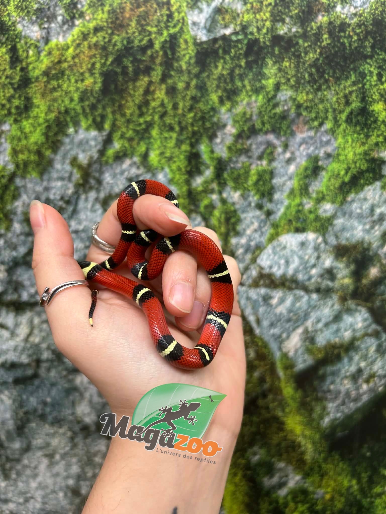 Magazoo Serpent laitier Nelson #1