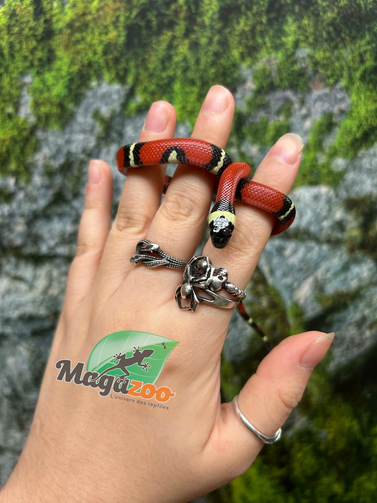 Magazoo Serpent laitier Nelson #1