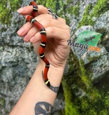 Magazoo Serpent laitier Nelson #1