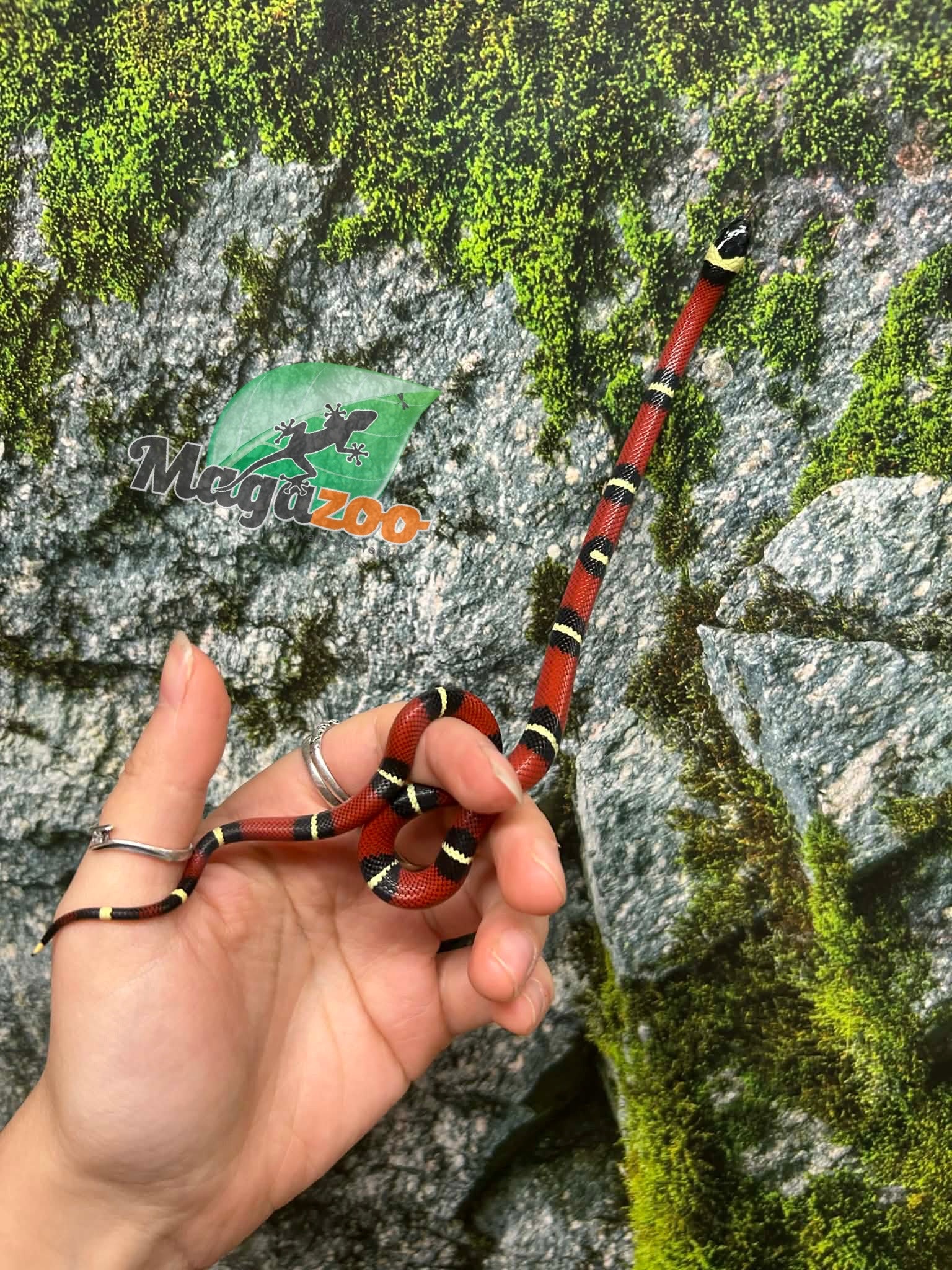 Magazoo Serpent laitier Nelson #1