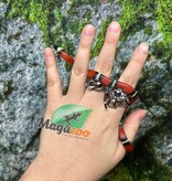 Magazoo Nelson milk snake #6