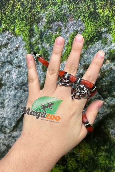 Magazoo Nelson milk snake #6