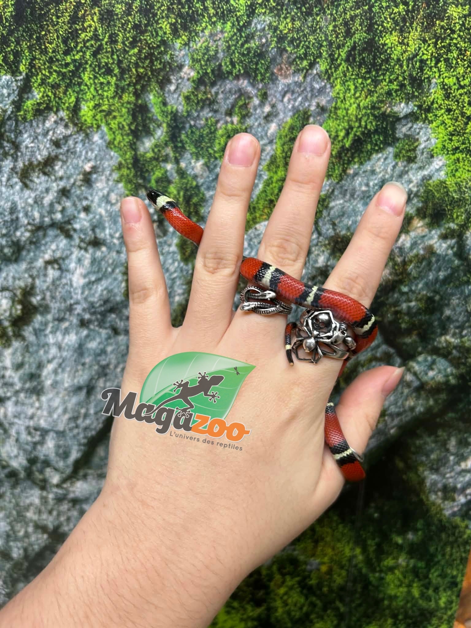 Magazoo Serpent laitier Nelson #6