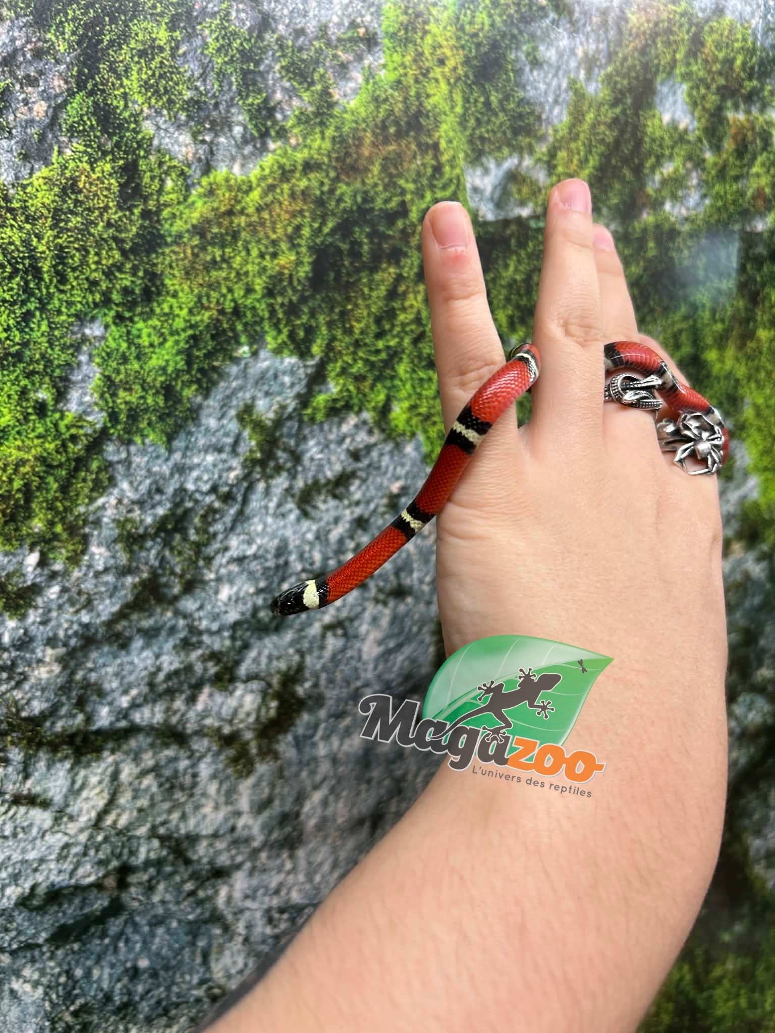 Magazoo Serpent laitier Nelson #6