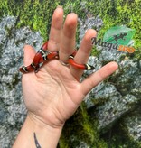 Magazoo Serpent laitier Nelson #6