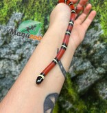 Magazoo Serpent laitier Nelson #6