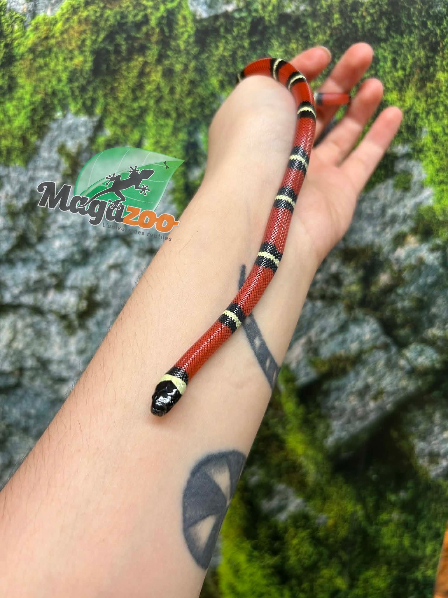 Magazoo Serpent laitier Nelson #6