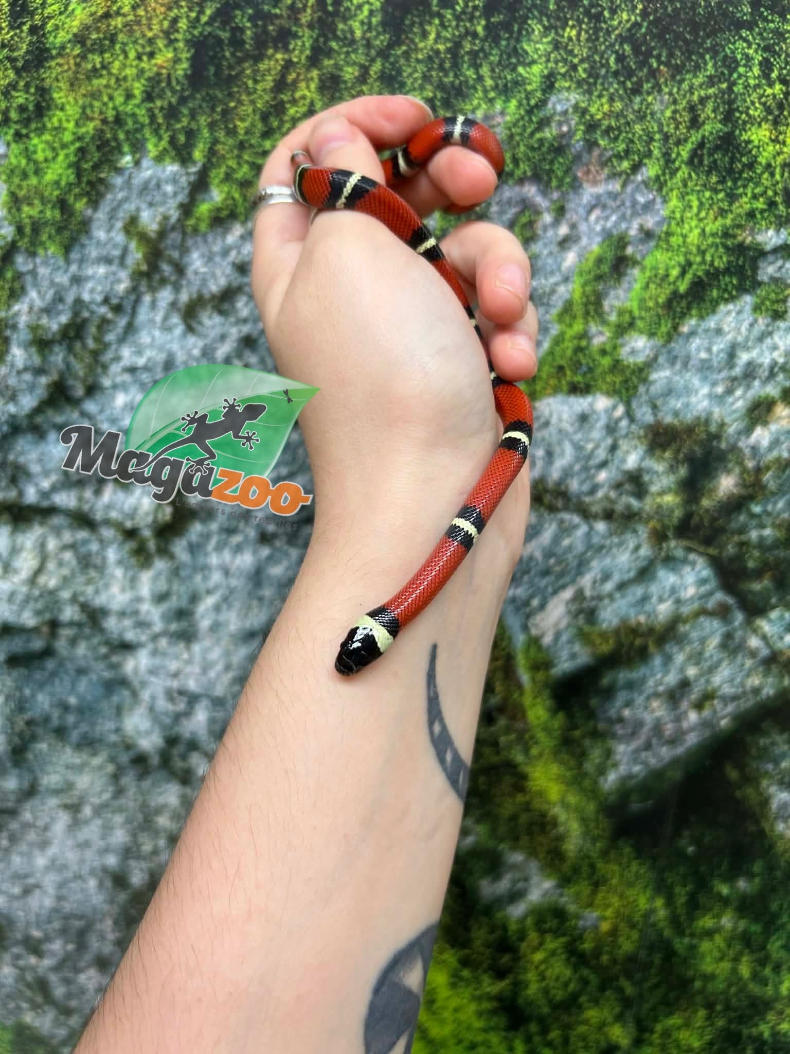 Magazoo Serpent laitier Nelson #6