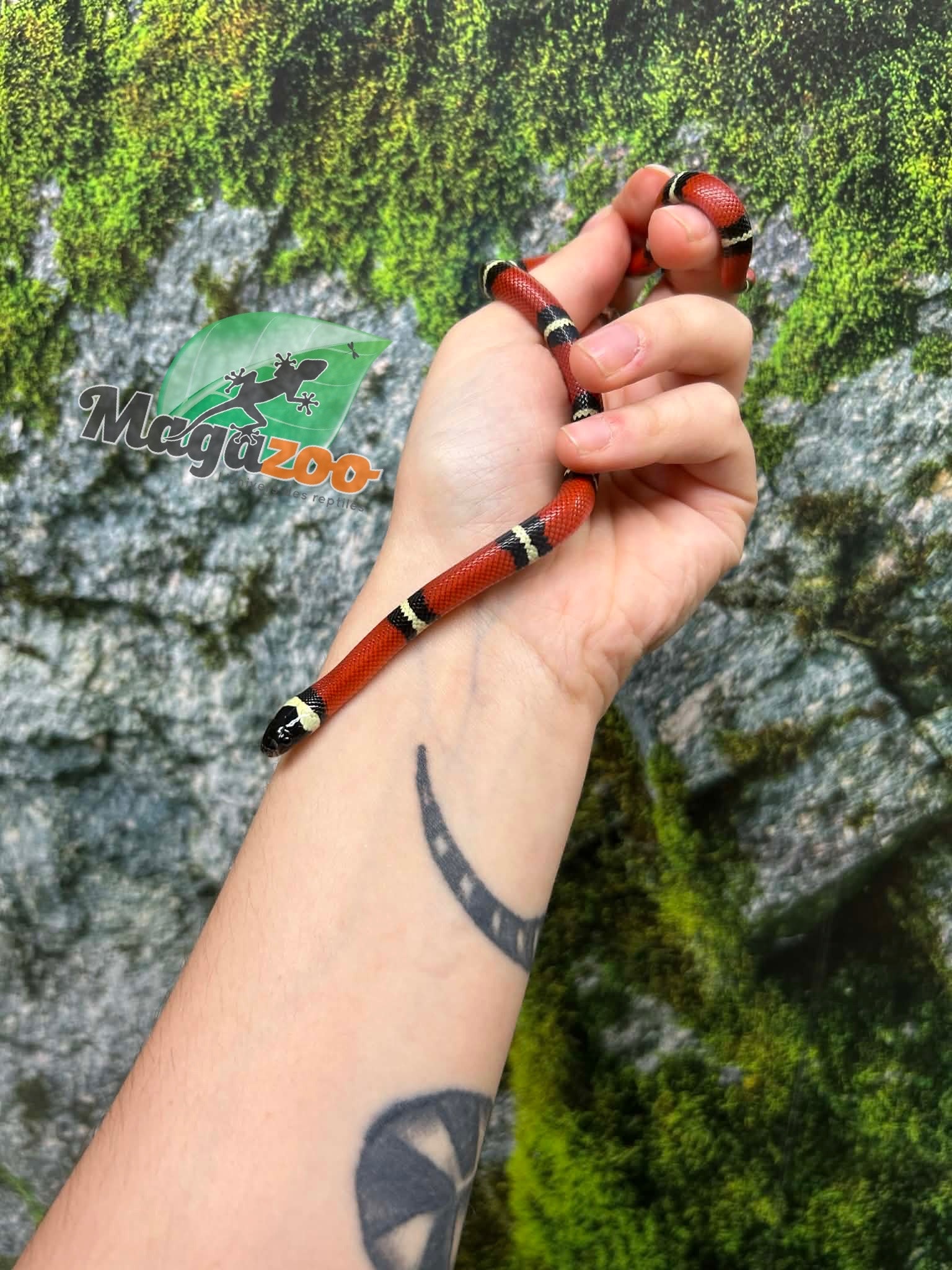 Magazoo Serpent laitier Nelson #6