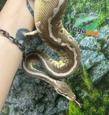 Magazoo Python royal Super pastel Butter Femelle adulte / Adoption - 2ième chance