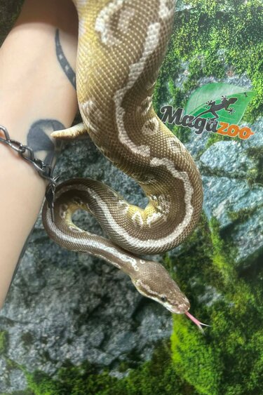 Magazoo Python royal Super pastel Butter Femelle adulte / Adoption - 2ième chance