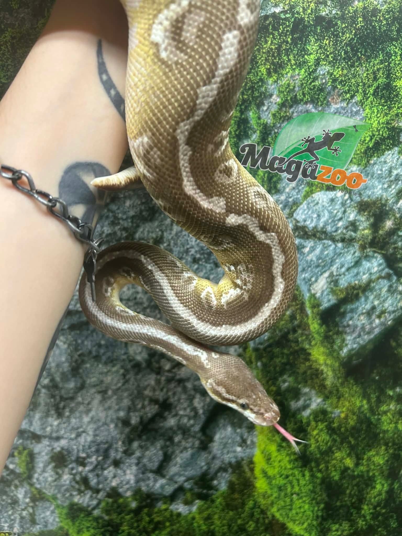 Magazoo Python royal Super pastel Butter Femelle adulte / Adoption - 2ième chance