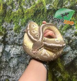 Magazoo Super Pastel Butter Adult Female Ball Python / 2nd chance - Adoption
