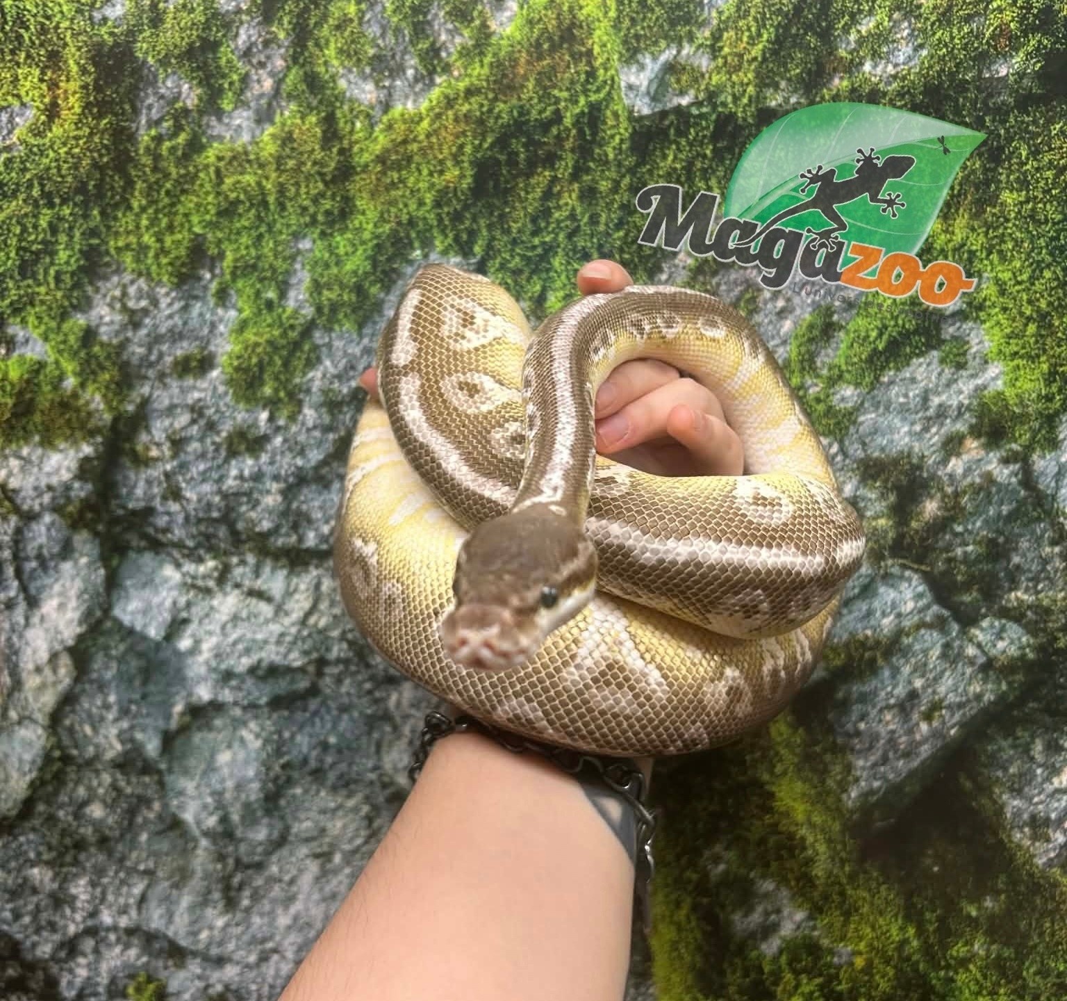 Magazoo Python royal Super pastel Butter Femelle adulte / Adoption - 2ième chance